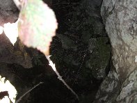 iara Scorciavacca-20110306 056